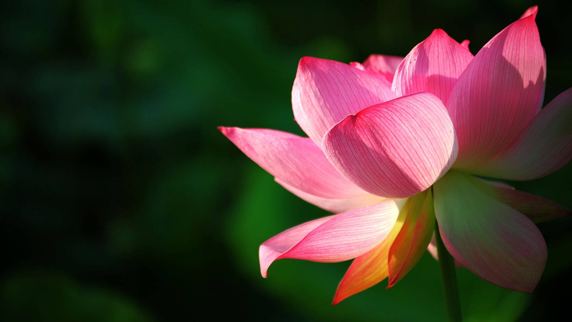 寧靜蓮花綻放——長壽的象徵