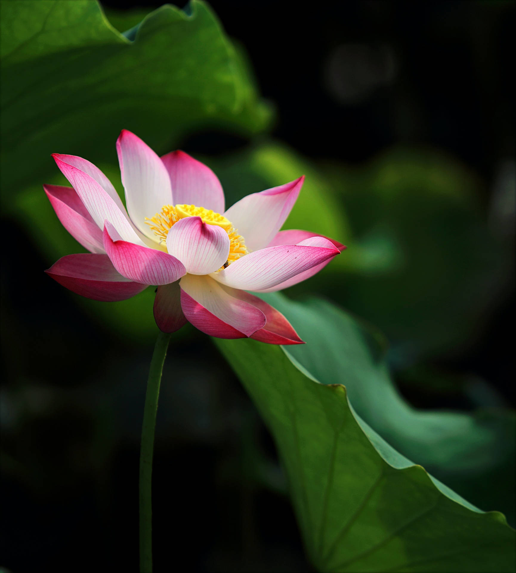 蓮花暗黑美學