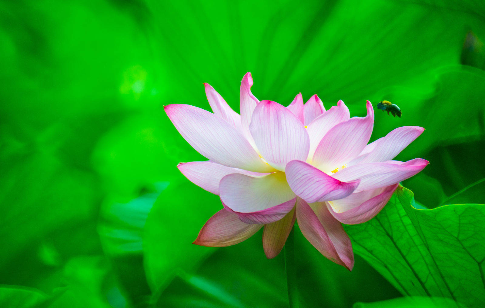 蓮花與綠意