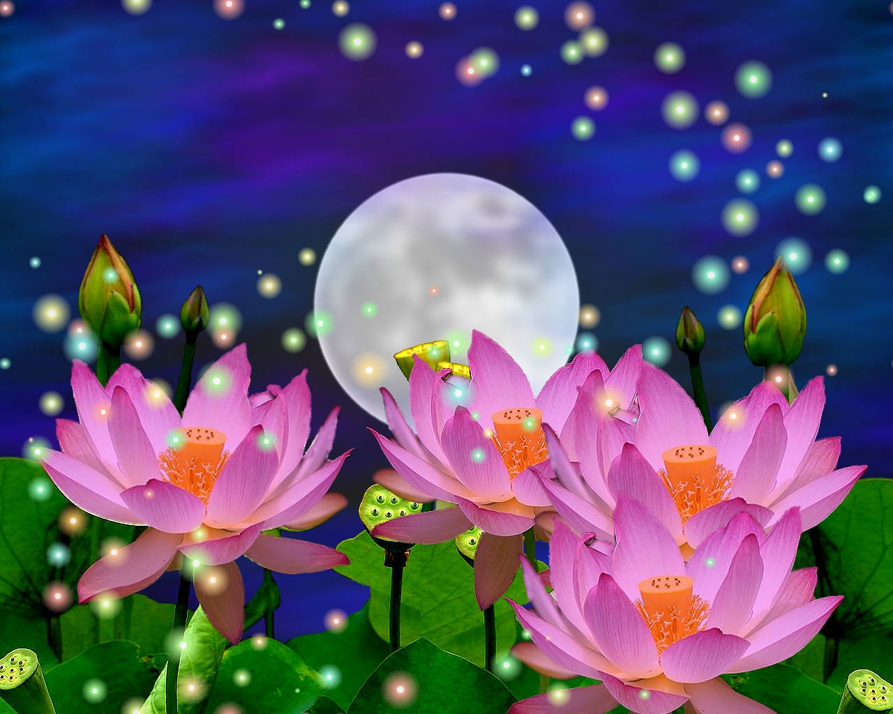 蓮花與月光