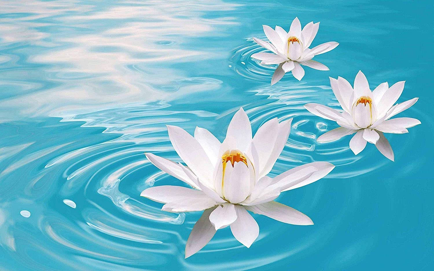 碧水蓮花
