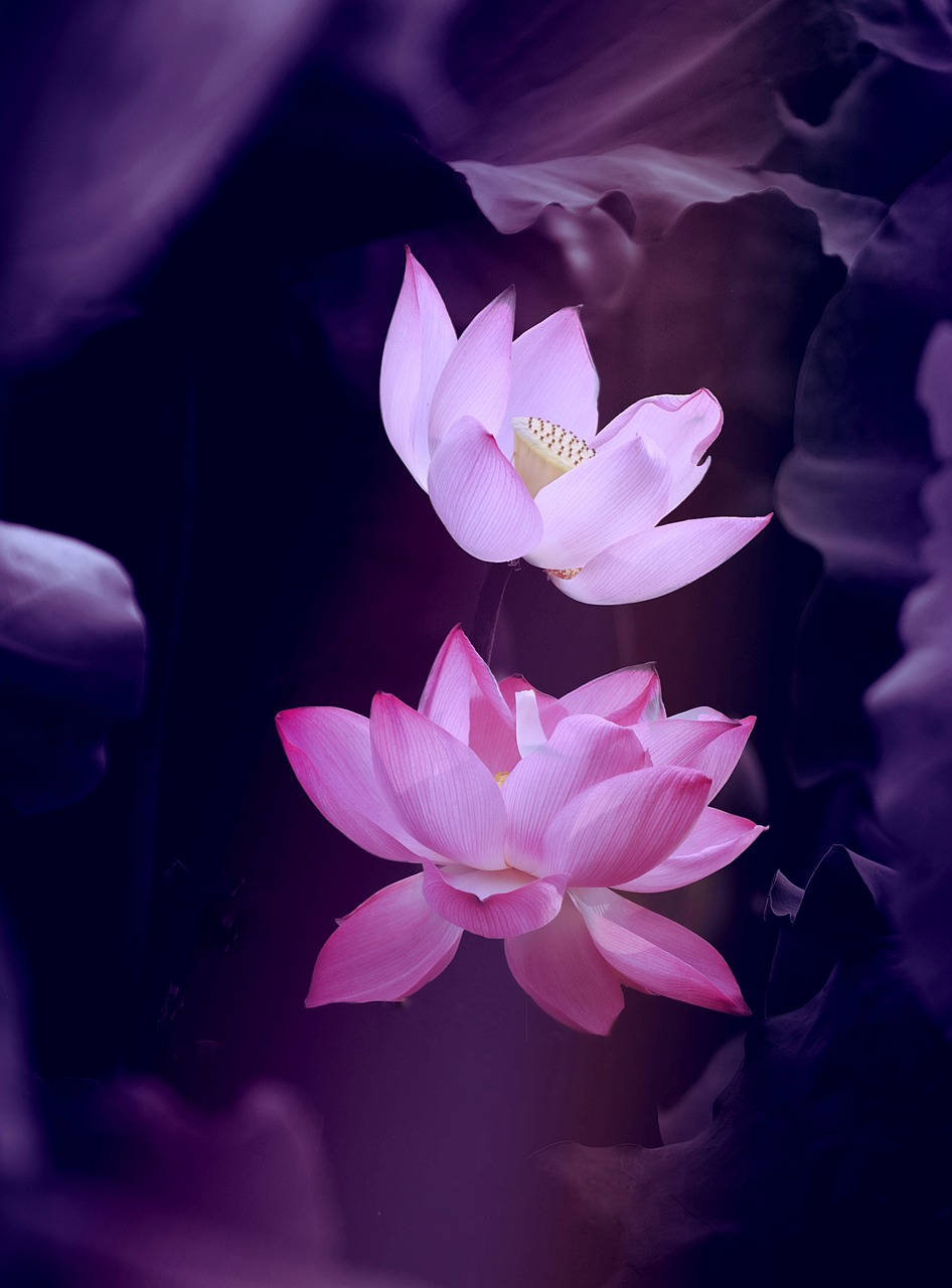 暗紫美學蓮花