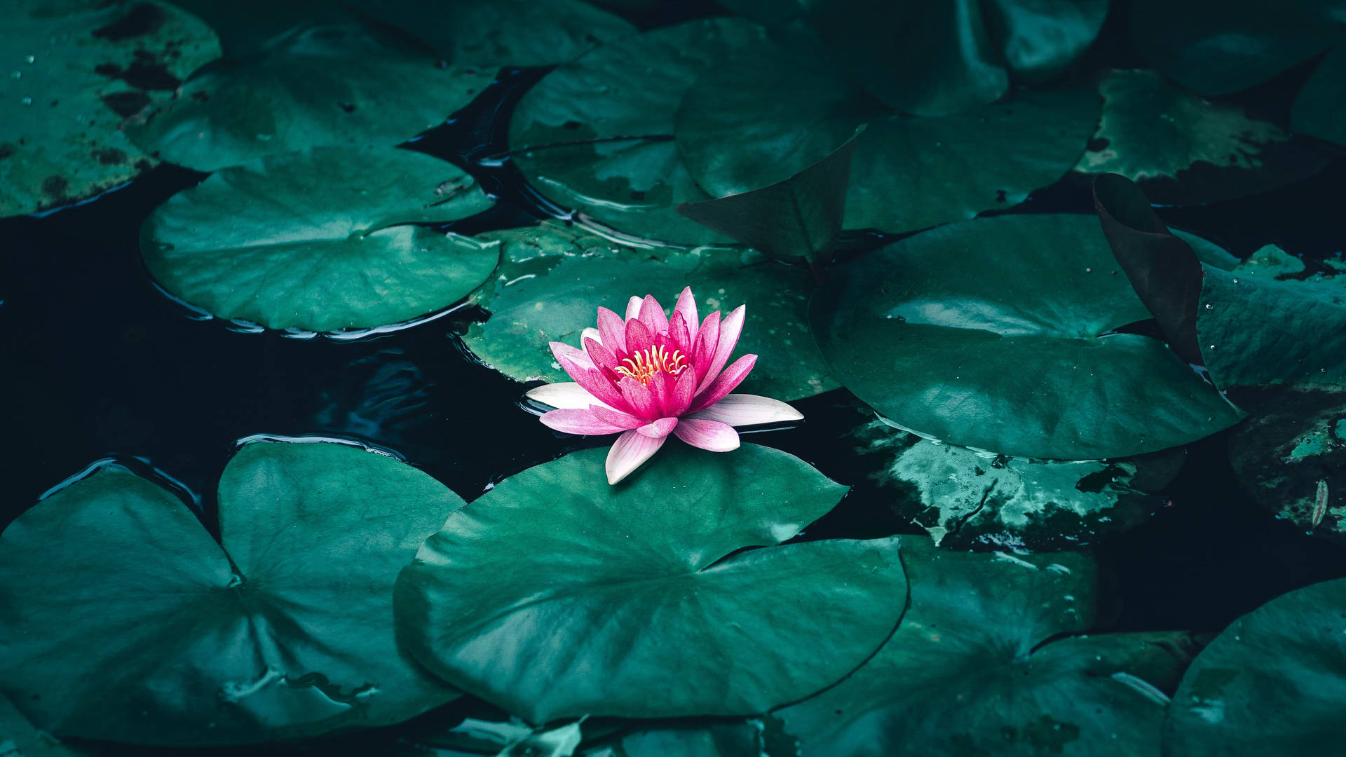 池塘中的蓮花
