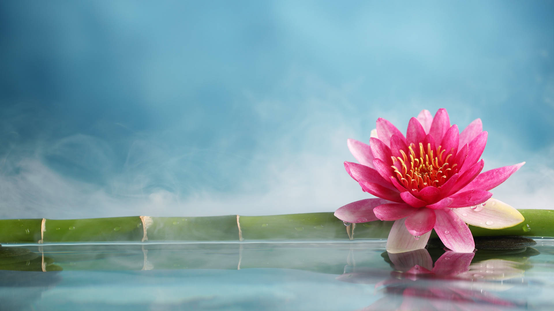 竹枝上的蓮花