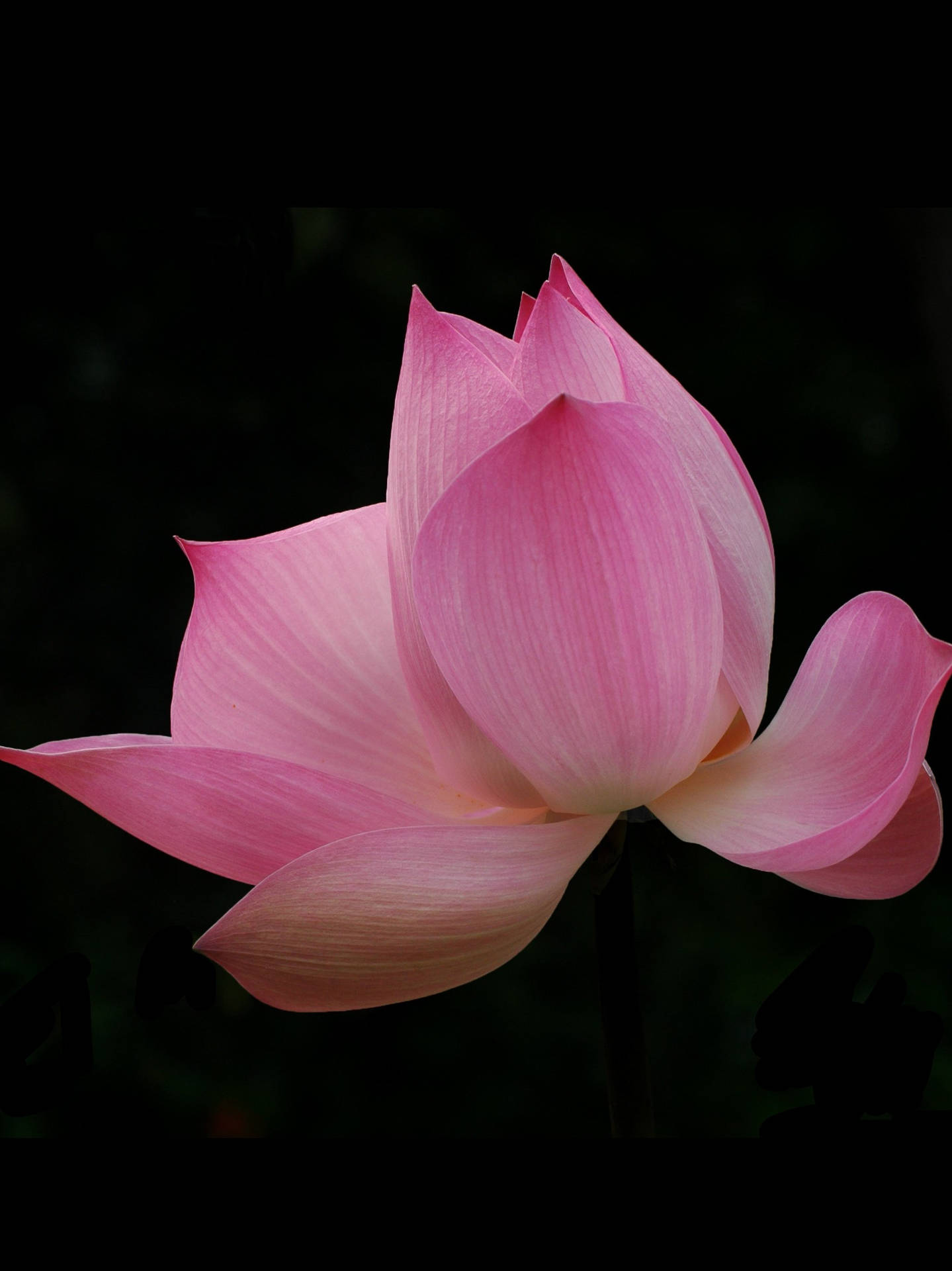 黑底蓮花花瓣