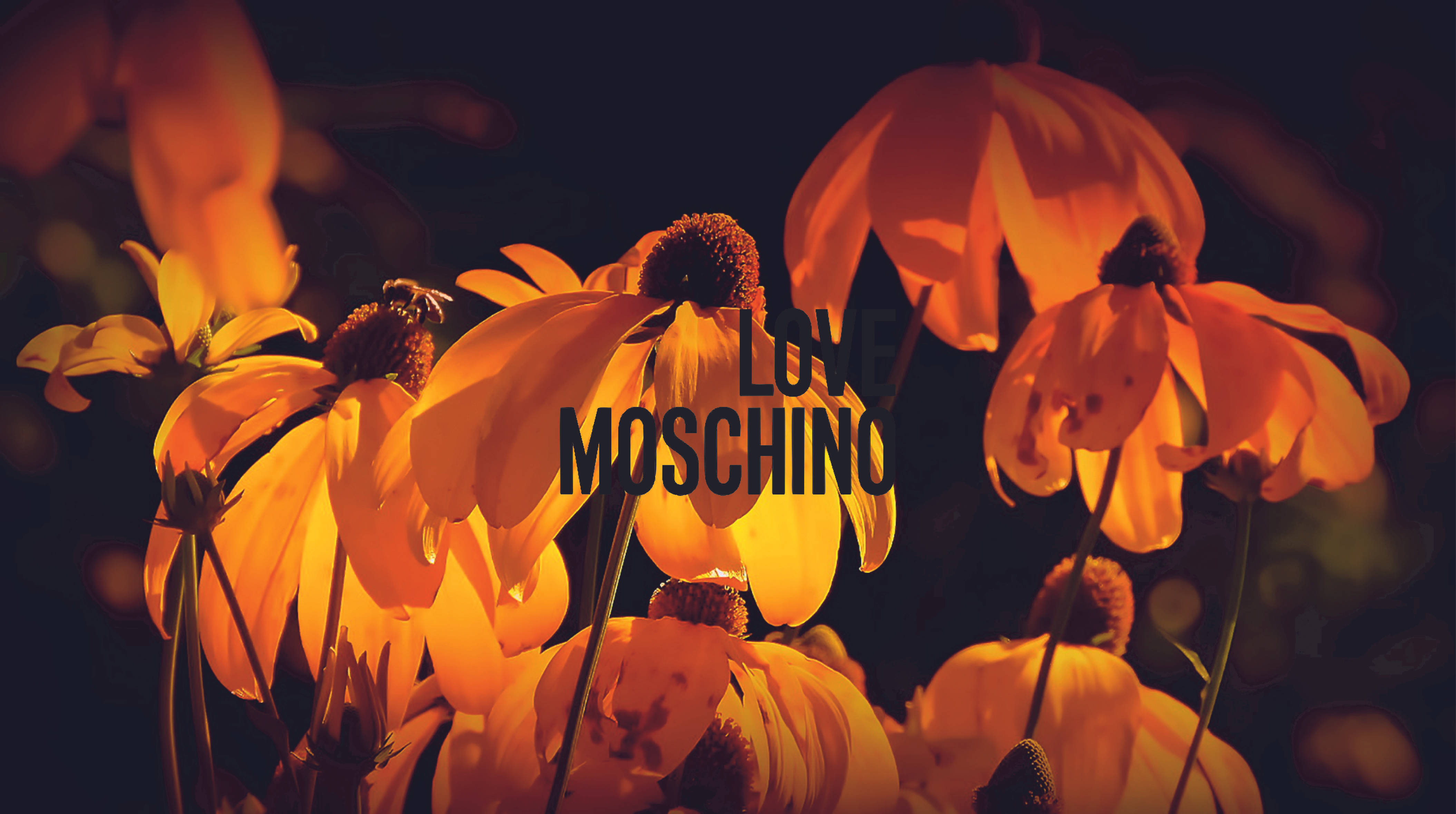 Love Moschino 橙花 壁紙 — 一枝黄花在深色背景上溫暖地發光，並疊加了'LOVE MOSCHINO'文字。