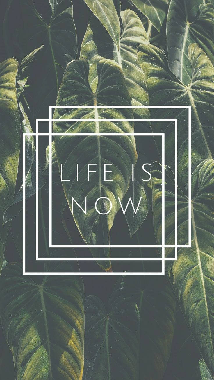 文字life is now以白色幾何形狀框在深綠色熱帶葉片上。