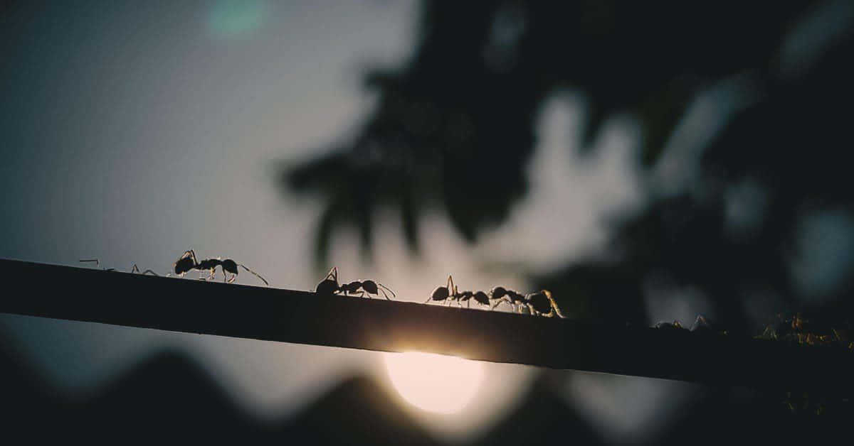  壁紙 — 螞蟻的剪影排成單行在樹枝上前進，夕陽在它們身後落下，散發出溫暖的光芒。