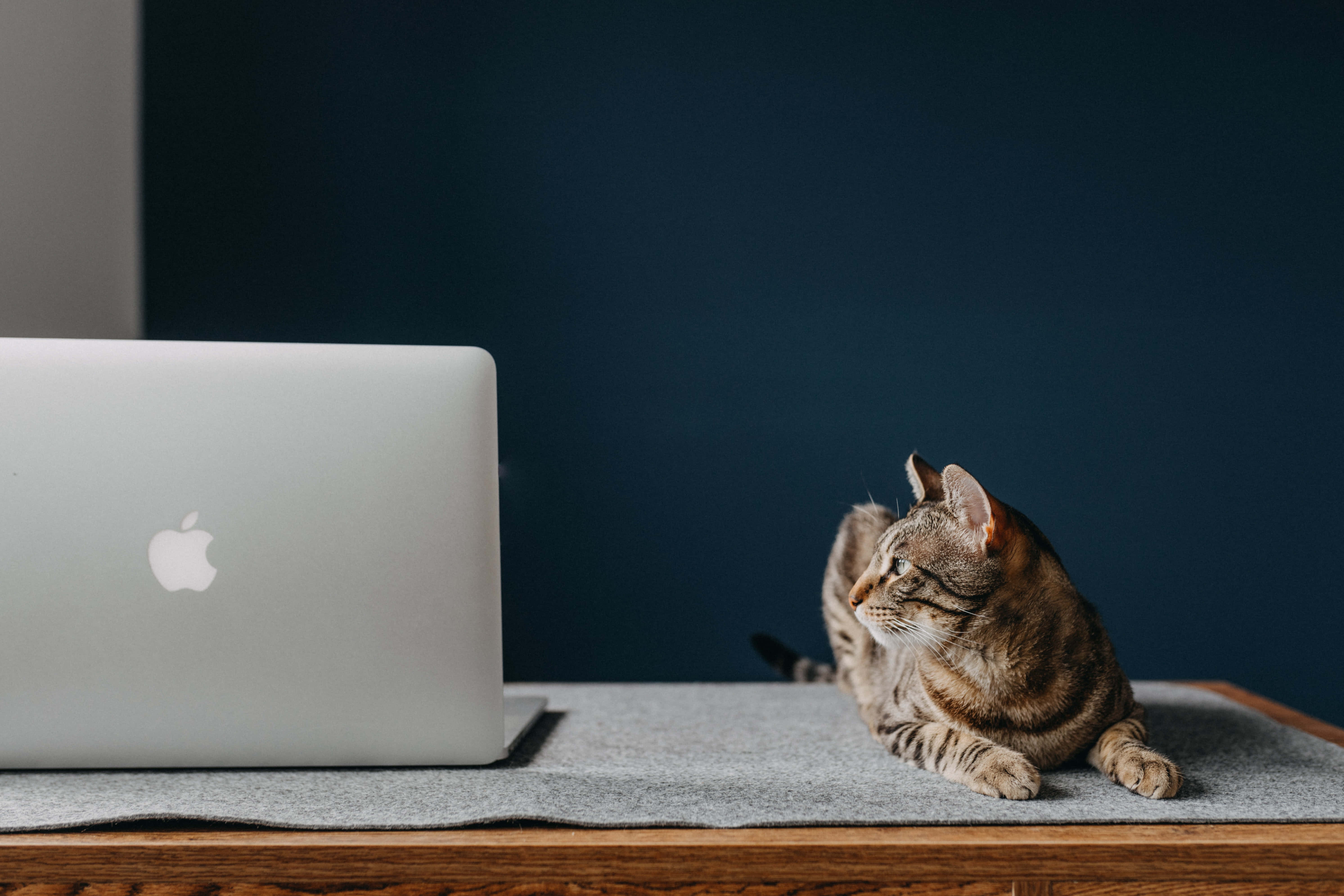 具現代簡約風格的經典MacBook 壁紙 — 一隻虎斑貓躺在灰色墊子上，旁邊放著銀色手提電腦，背景是深藍色牆壁。