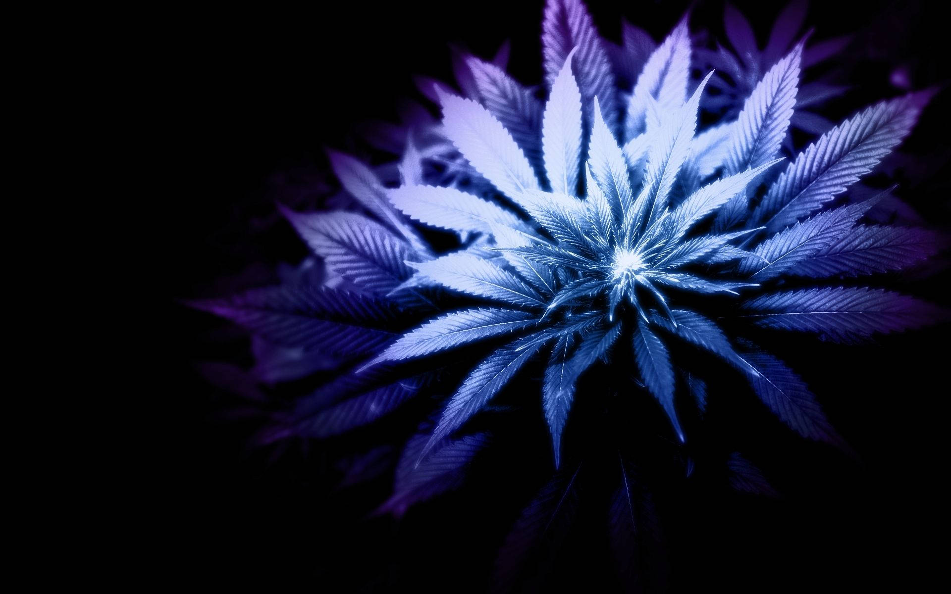 一株發光的藍色大麻植物在黑色背景下居中。