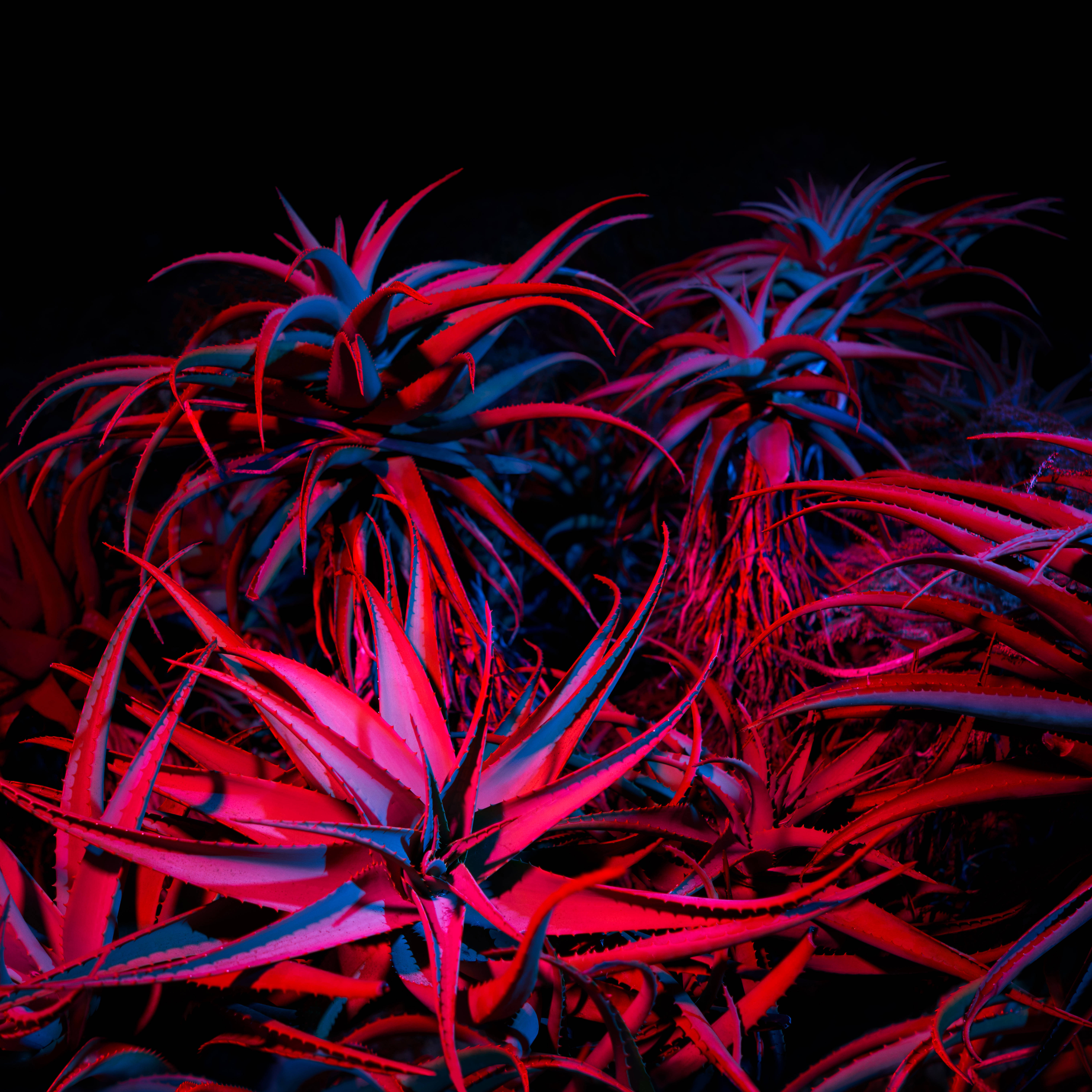 macOS Big Sur 紅光植物 壁紙 — 鮮豔的紅色和藍色霓虹燈照亮了漆黑背景下的多刺多肉植物。