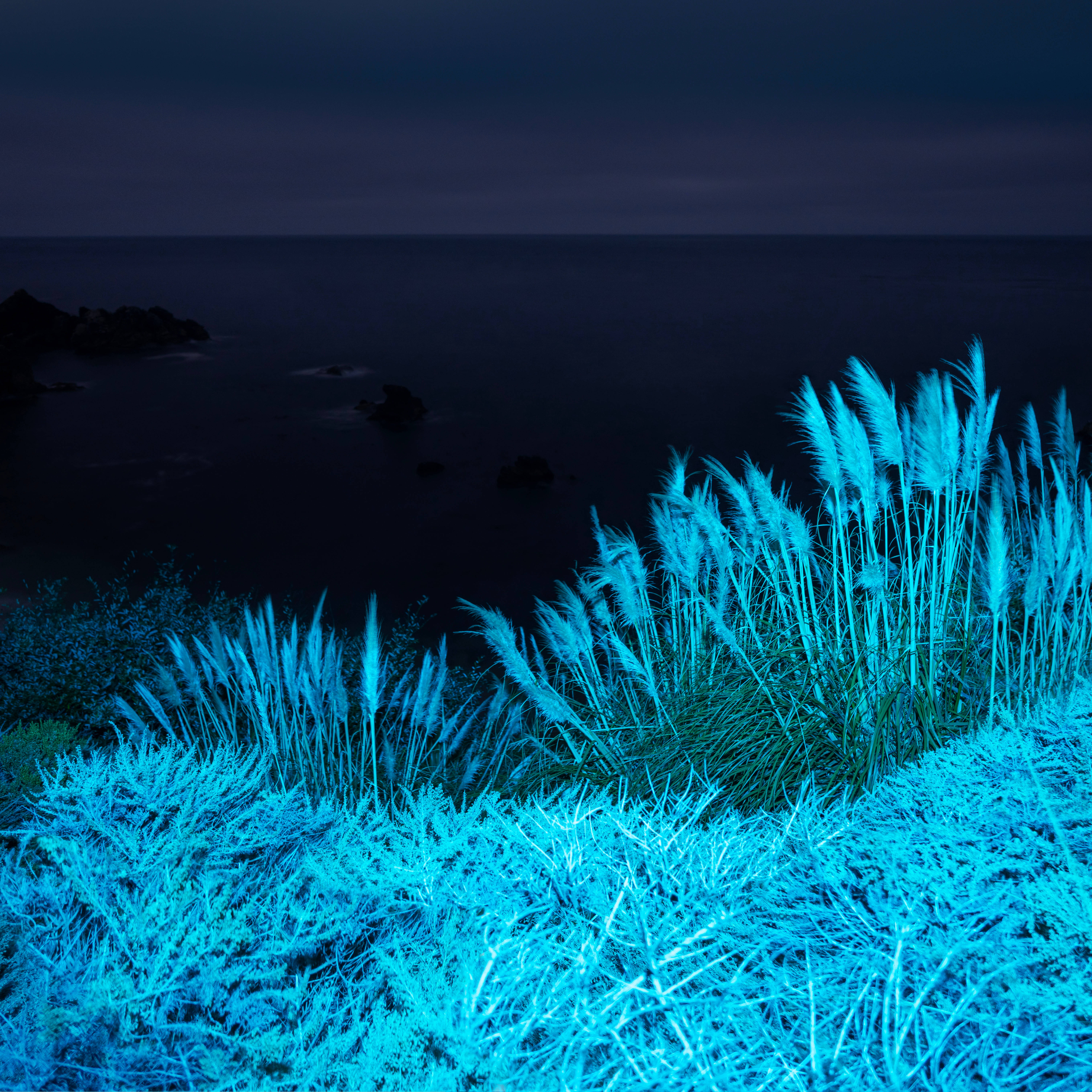 macOS Big Sur 藍色植物 壁紙 — 充滿活力的電光藍色草在暮色中，在陰沉天空下，在黑暗的海洋上閃耀。