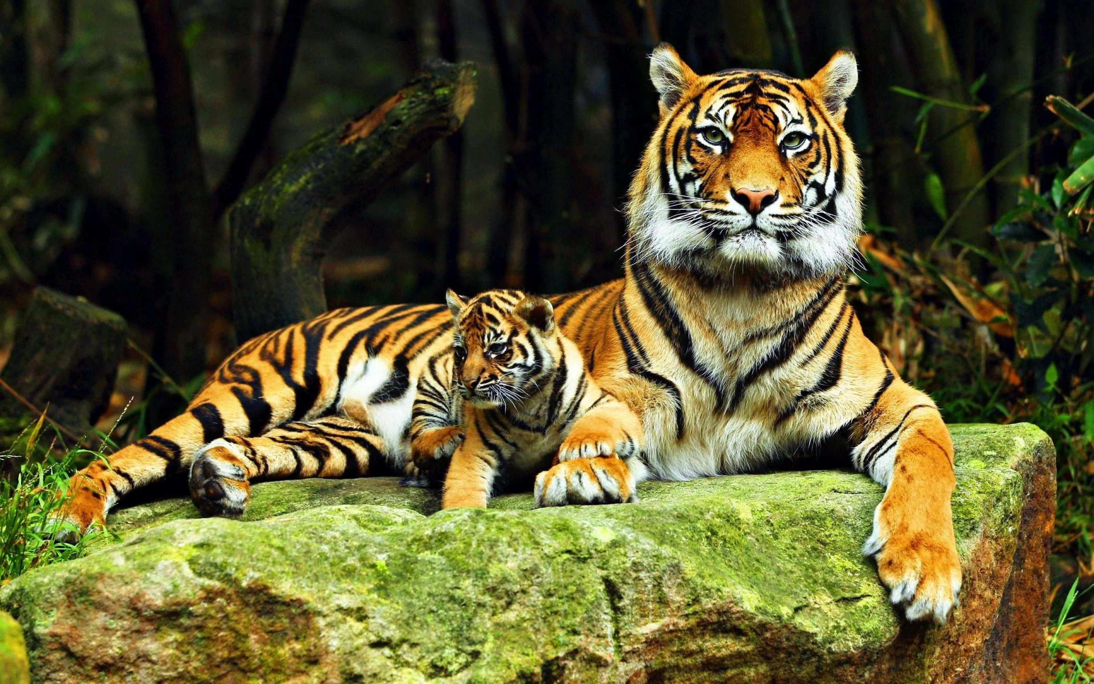 4K Animal 桌布 壁紙 — 一隻威嚴的成年老虎和牠的幼崽一起在茂密森林中長滿苔蘚的岩石上休息。
