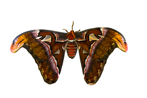 Majestic Moth Against Black Background.JPG 壁紙