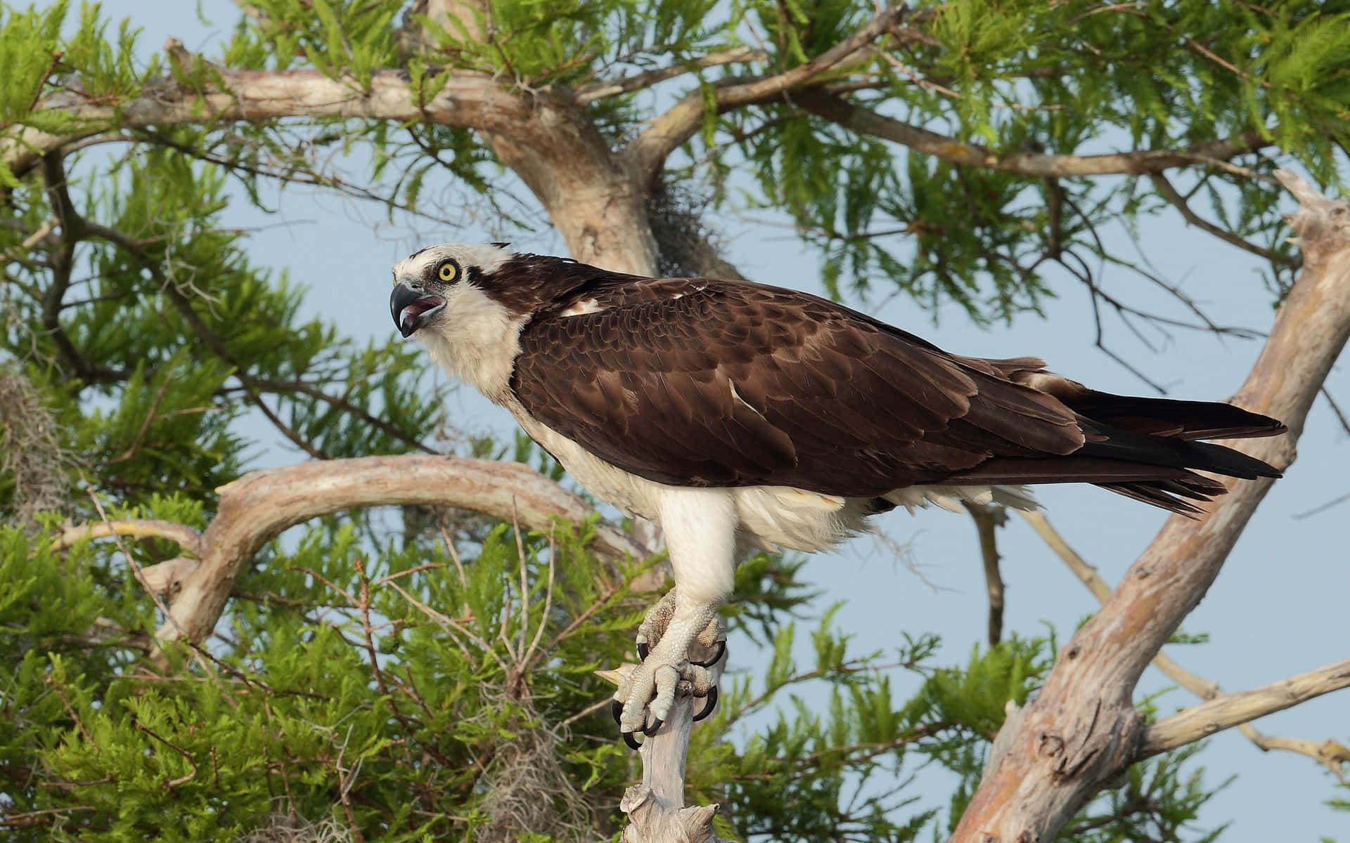 Osprey 桌布 壁紙 — 一隻雄偉的魚鷹警覺地棲息在一個多節的樹枝上，周圍是茂密的綠色樹葉，背景是清澈的藍天。