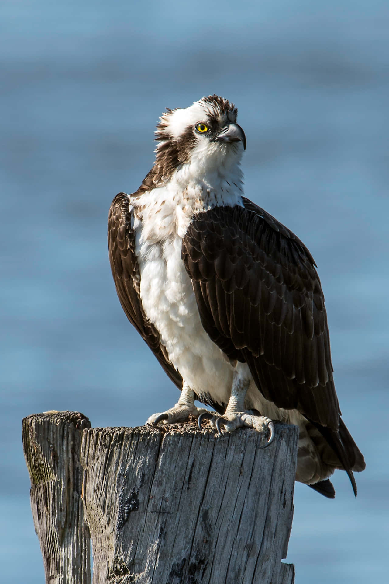 Osprey 桌布 壁紙 — 一隻雄偉的魚鷹，有著銳利的黃色眼睛，警覺地棲息在一個風化的木柱上，背景是柔和的藍色水面。