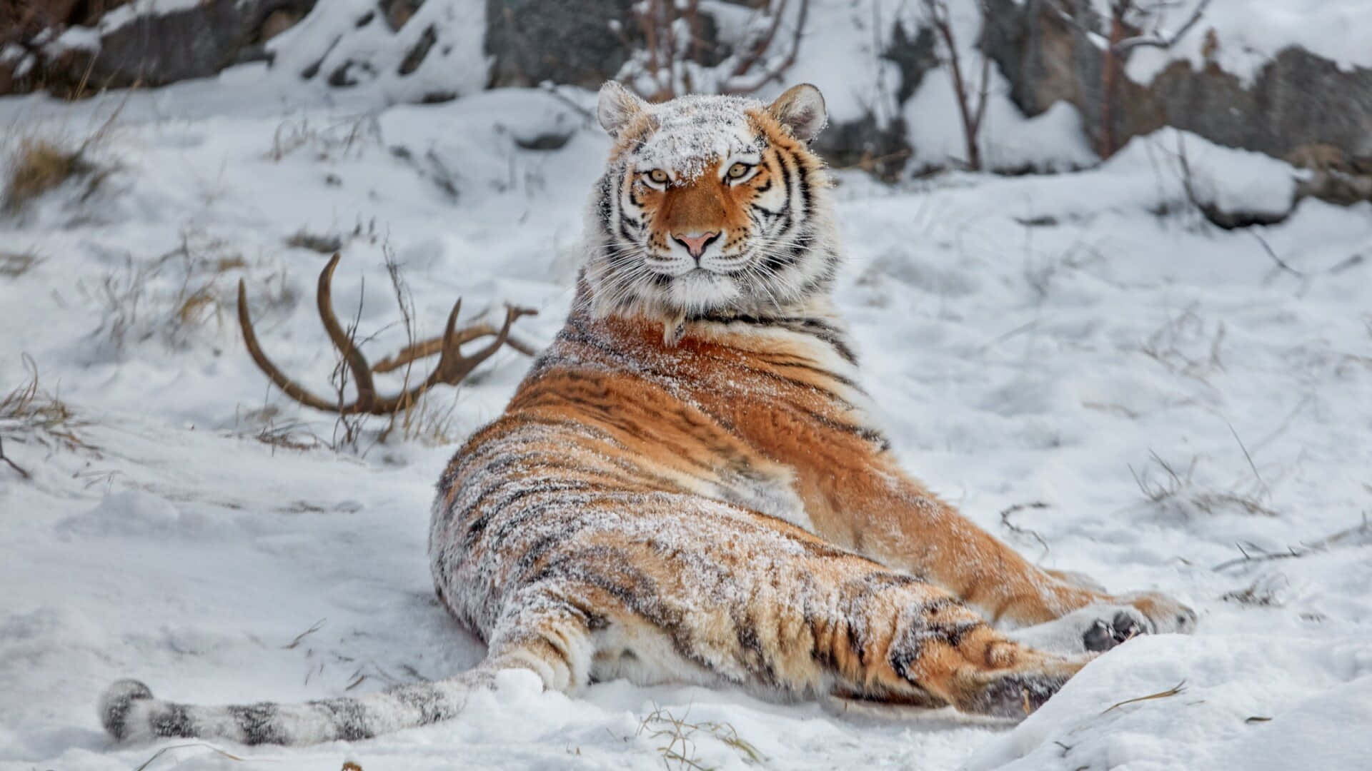  壁紙 — 一隻雄偉的西伯利亞虎在深雪中休息，皮毛上結霜，目光專注地向前凝視。