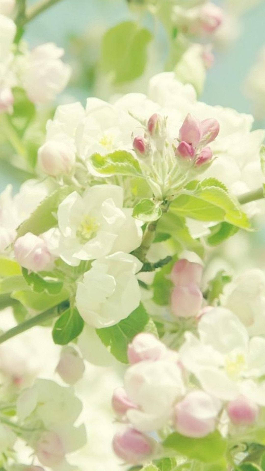 春花 Malus Evereste iPhone 壁紙 — 柔軟的白色和粉紅色花朵與綠色葉子在明亮的天空襯托下，在陽光普照的特寫中輕輕綻放。