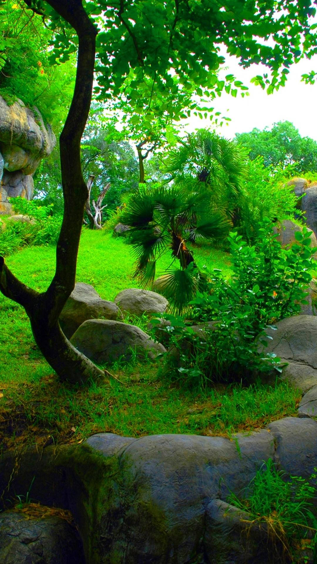 茂密的綠色花園，有樹木、岩石和蕨類植物，在明亮的日光下