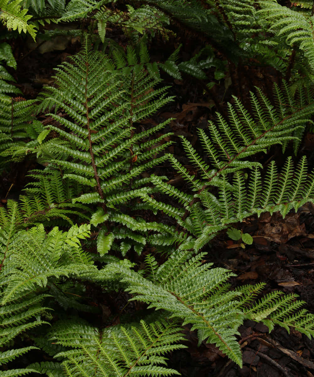 Green Fern 桌布 壁紙 — 茂密的綠色蕨類葉片，帶有複雜的葉脈圖案，在佈滿落葉的陰涼森林地面上茁壯成長。
