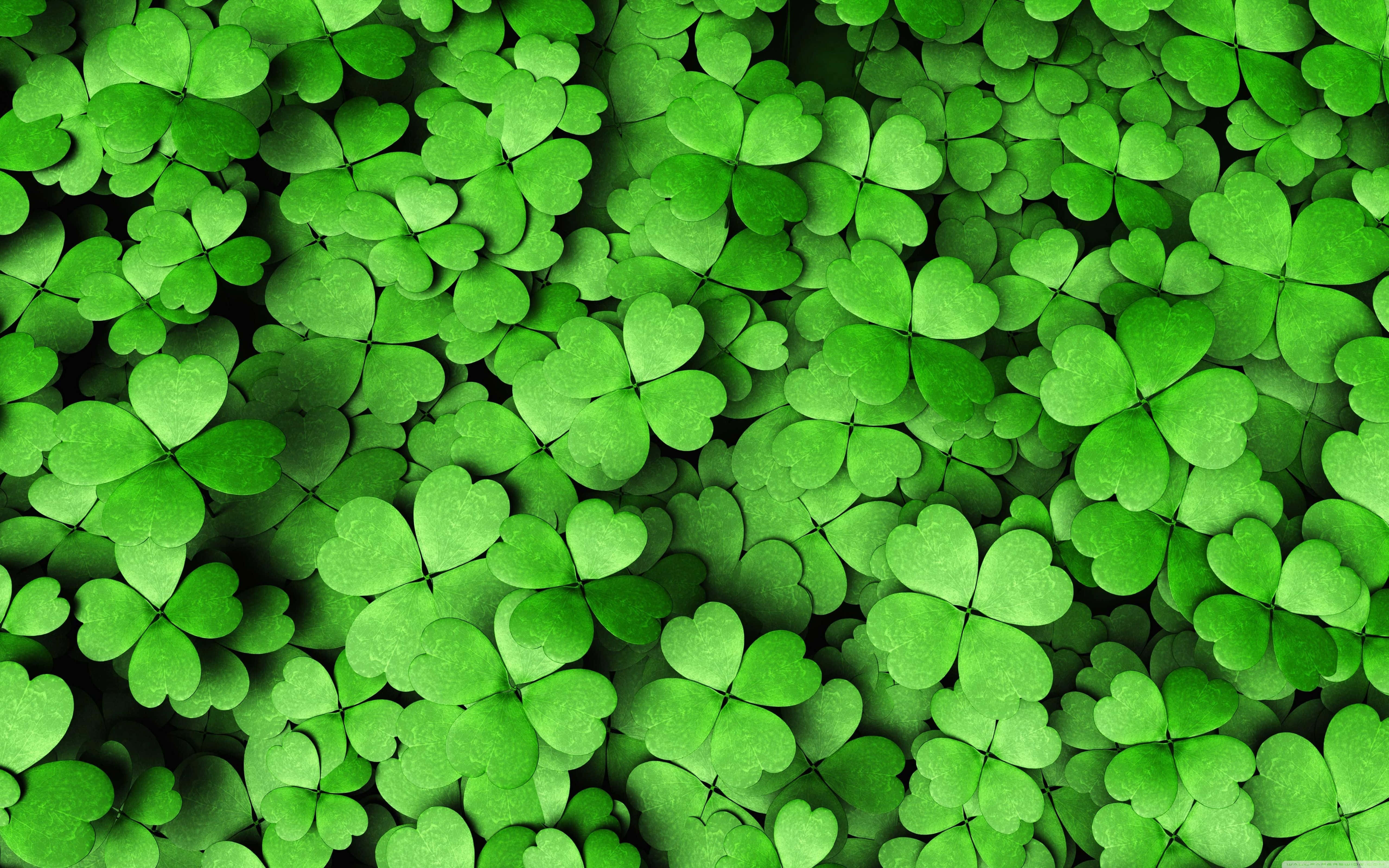 Clovers 桌布 壁紙 — 一片茂密的鮮綠色四葉草，心形葉片和微妙的陰影營造出豐富的紋理圖案。