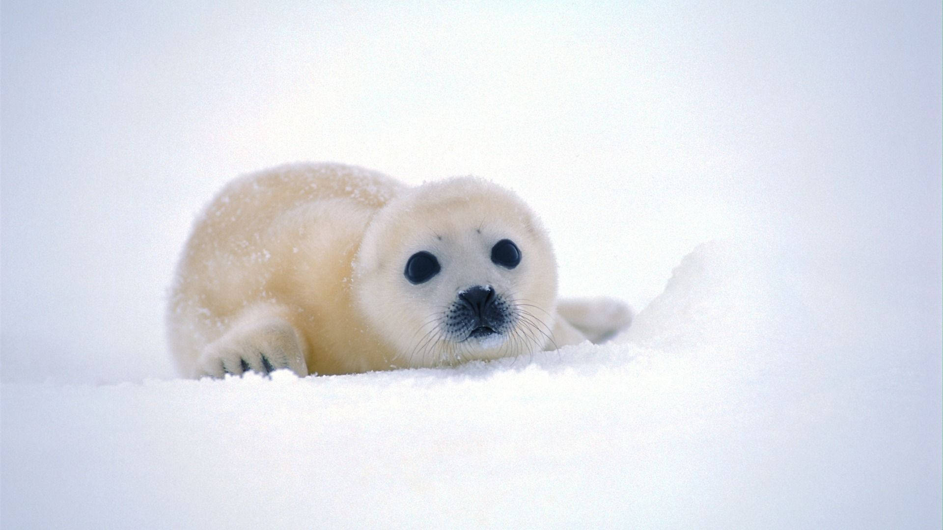 可愛小海豹動物 壁紙 — 一隻毛茸茸的白色海豹寶寶在純淨的雪地上休息，睜著大大的好奇眼睛向前凝視。