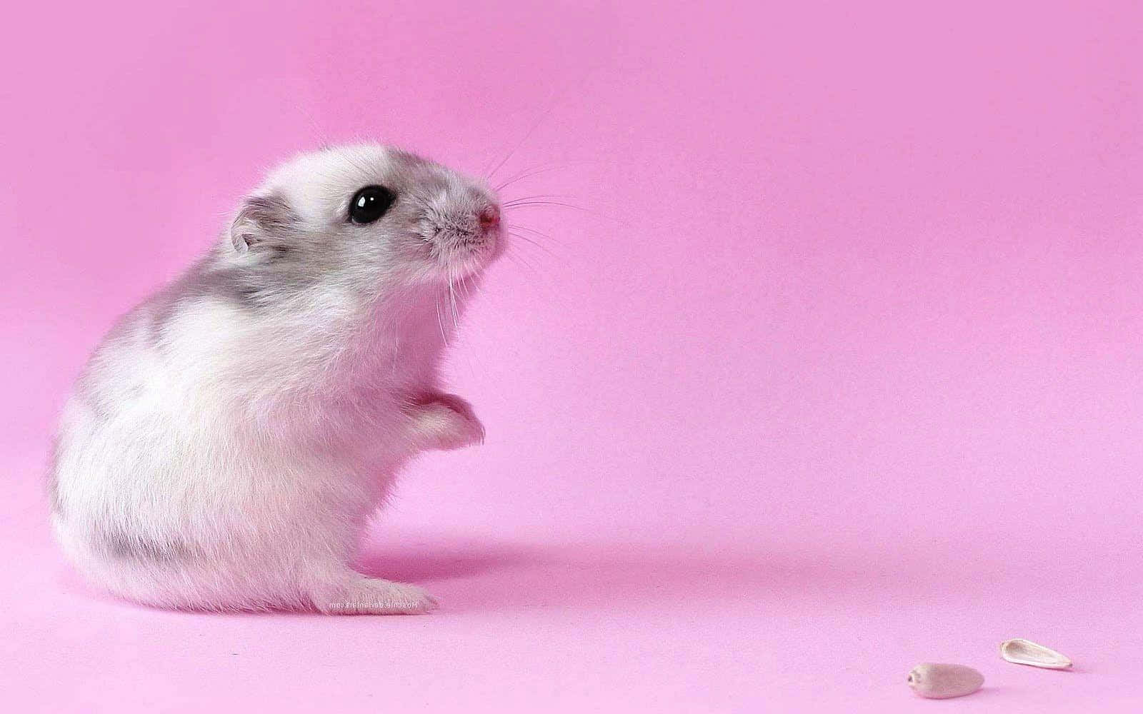Gerbil 桌布 壁紙 — 一隻毛茸茸的白色和灰色倉鼠在純粉紅色背景上直立，附近散落著葵花籽。