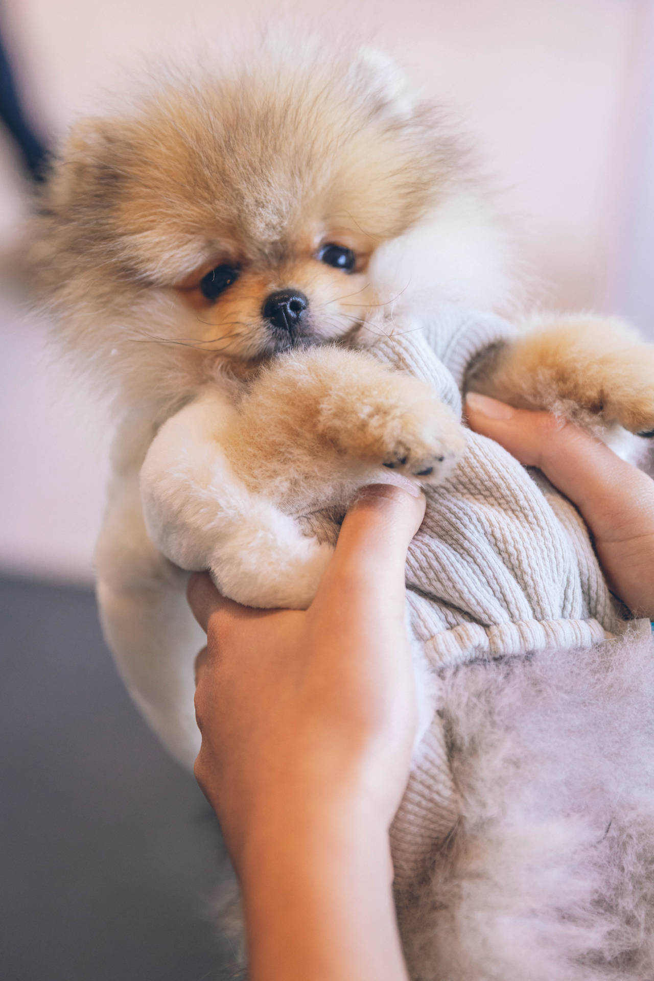 穿毛衣的博美幼犬 壁紙 — 一隻毛茸茸的奶油色博美犬幼犬穿著針織毛衣，被溫柔地抱在人類手中，背景柔和模糊。