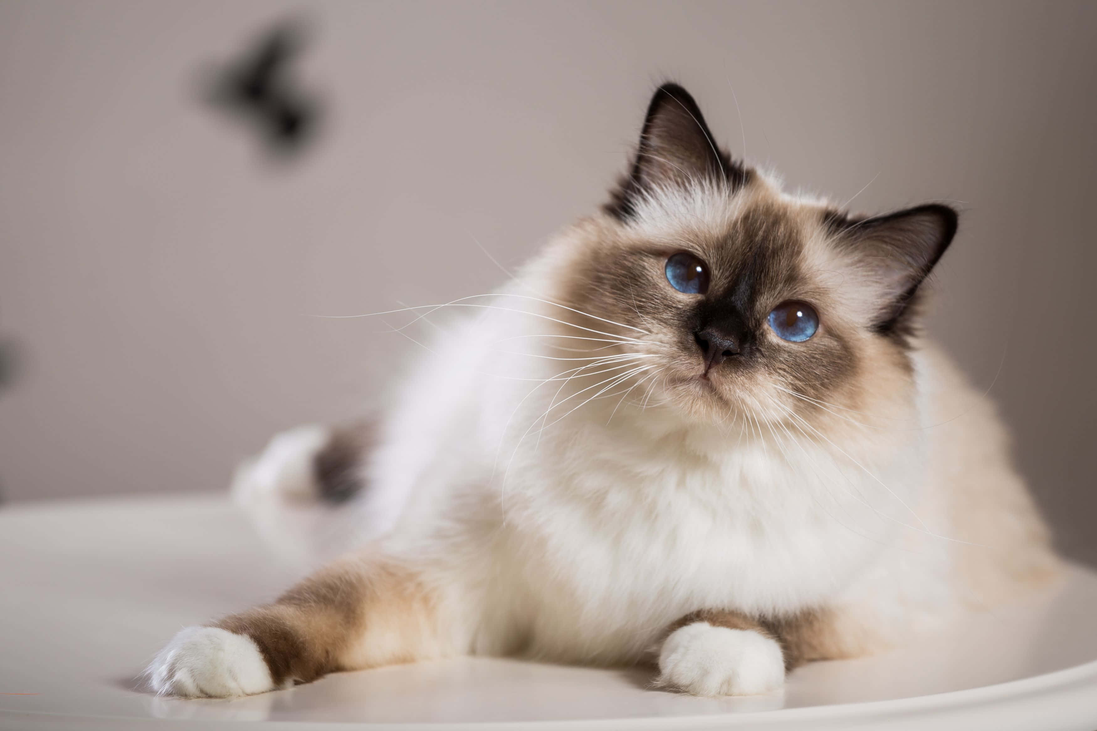 Birman 桌布 壁紙 — 一隻毛茸茸的奶油色和棕色貓咪，有著引人注目的藍色眼睛，在柔和的灰色背景前的白色表面上休息。