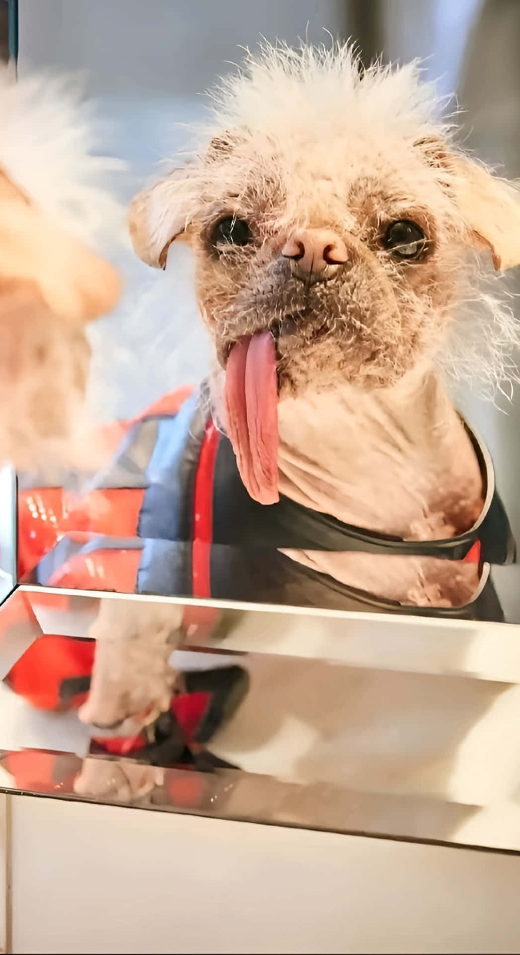  壁紙 — 一隻毛茸茸的狗穿著超級英雄服裝，伸出舌頭看著鏡中的倒影。
