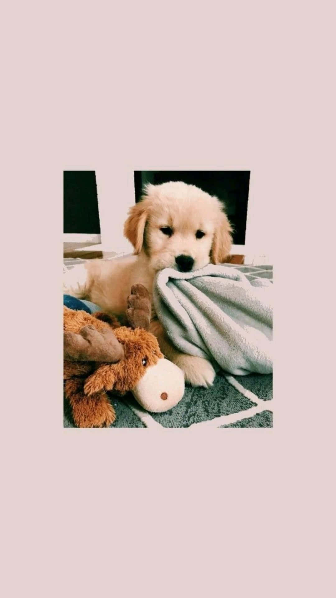  壁紙 — 一隻毛茸茸的金毛尋回犬幼犬在圖案地毯上休息，緊抓著一條柔軟的灰色毯子，旁邊有一個棕色的毛絨玩具。