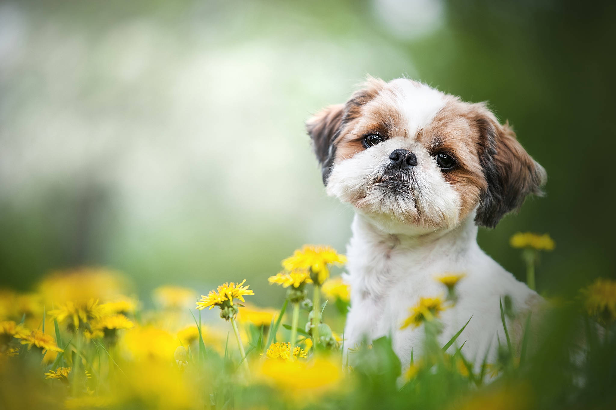 毛茸茸的西施犬幼犬在陽光明媚的日子裡坐在黃色蒲公英田裡。 — 小狗 壁紙