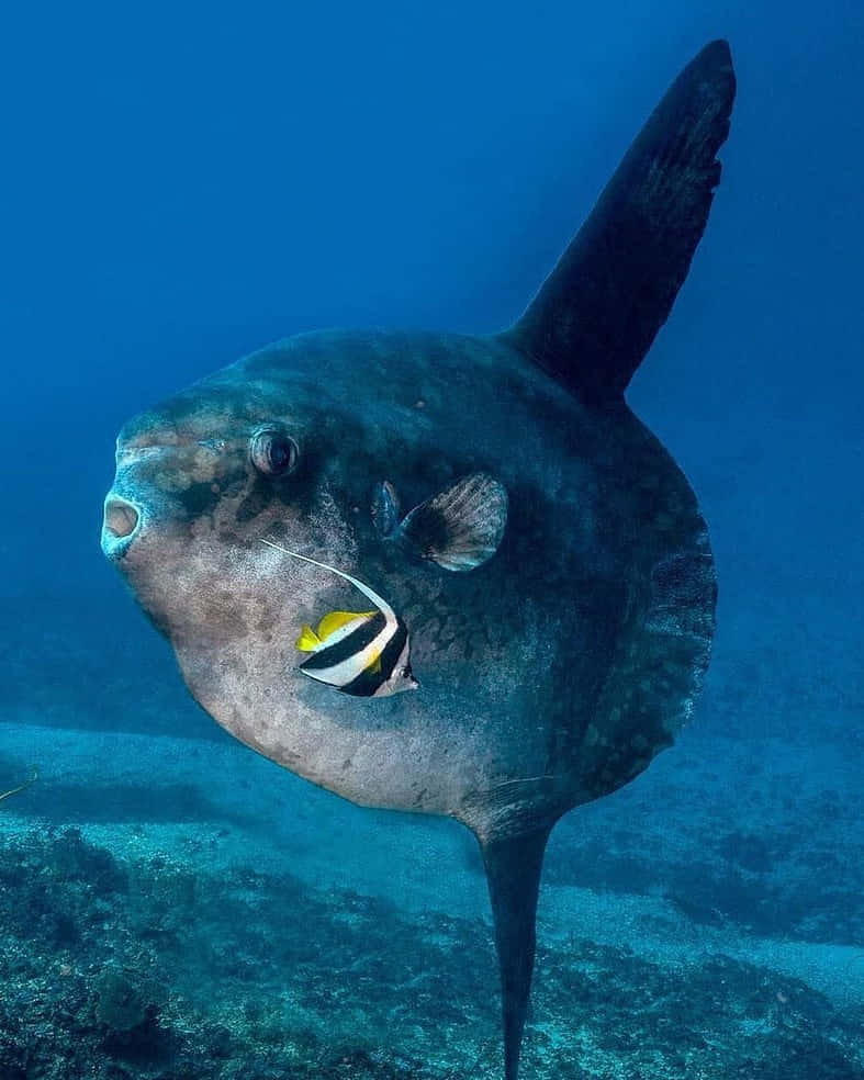  壁紙 — 一條巨大的深色翻車魚在水下游泳，一條小條紋魚緊貼著它的臉頰，背景是藍色海洋。