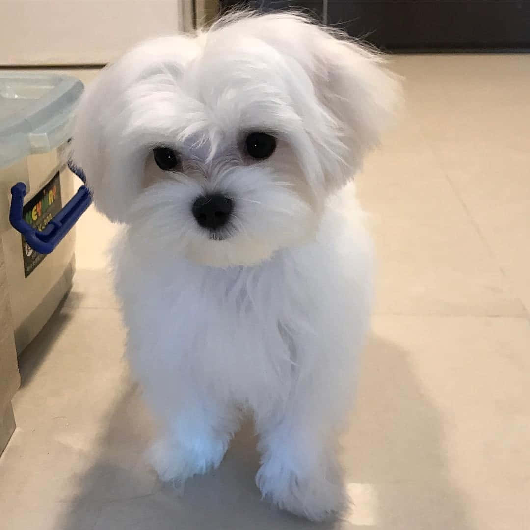 認識Max，這隻可愛的馬爾濟斯幼犬 壁紙 — 一隻毛茸茸的白色小狗，有著大大的黑色眼睛，在室內淺色瓷磚地板上專注地坐著。
