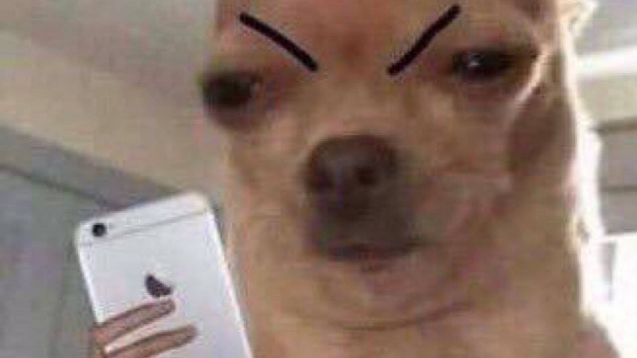 狗眉毛Meme頭像 壁紙 — 一隻畫上憤怒眉毛的芝娃娃拿著白色iPhone在自拍鏡中拍照。