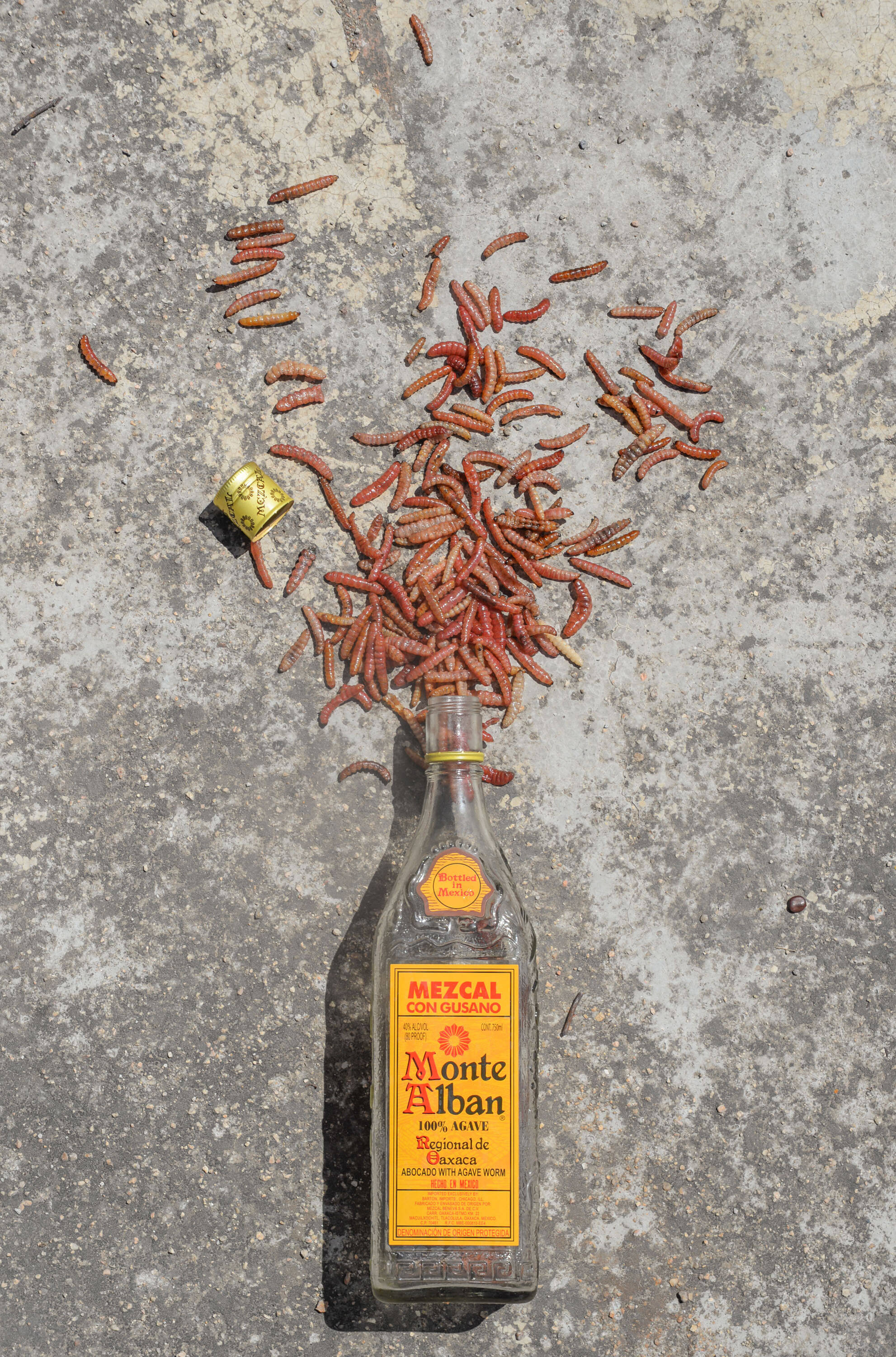 蒙特阿爾班mezcal龍舌蘭酒與灑落龍舌蘭蟲 壁紙 — 一個破裂的梅斯卡爾酒瓶在明亮的日光下將紅色蠕蟲灑在裂開的混凝土上。