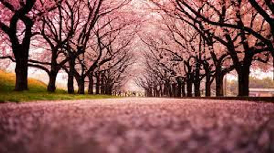 商務專業人士使用 Microsoft Outlook 壁紙 — 低角度俯瞰一條兩旁開滿粉紅櫻花樹的小徑，形成一條柔軟花瓣隧道。