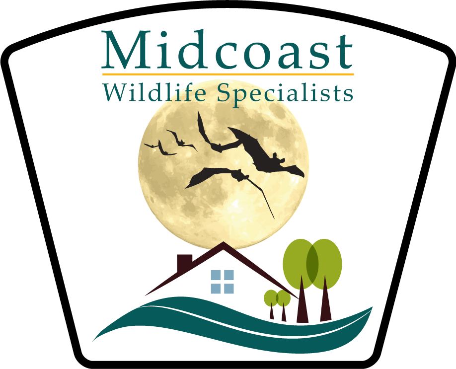 Midcoast Wildlife Specialists 標誌 壁紙 — 一個以滿月為特色，鳥類剪影在房屋和樹木上方飛翔的標誌。