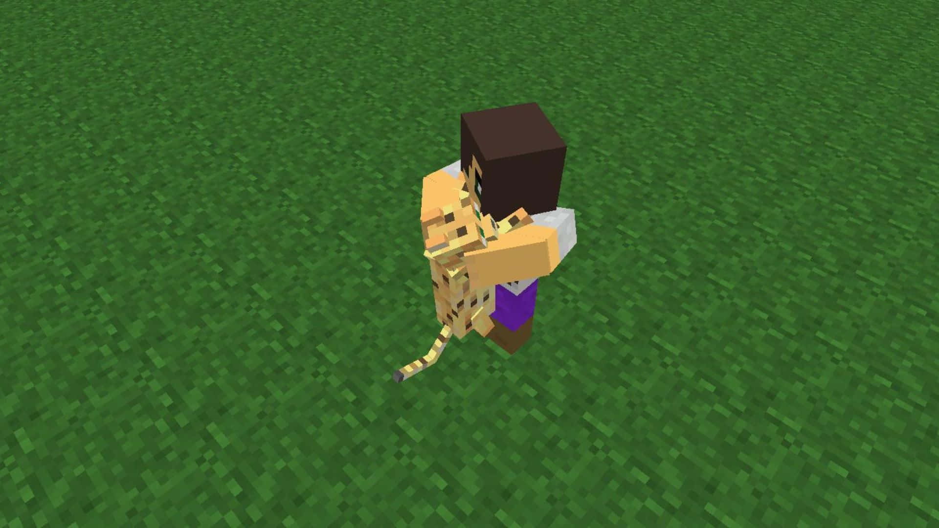 Minecraft Ocelot 桌布 壁紙 — Minecraft 玩家角色在明亮的日光下，於像素化草地上抱著一隻貓。