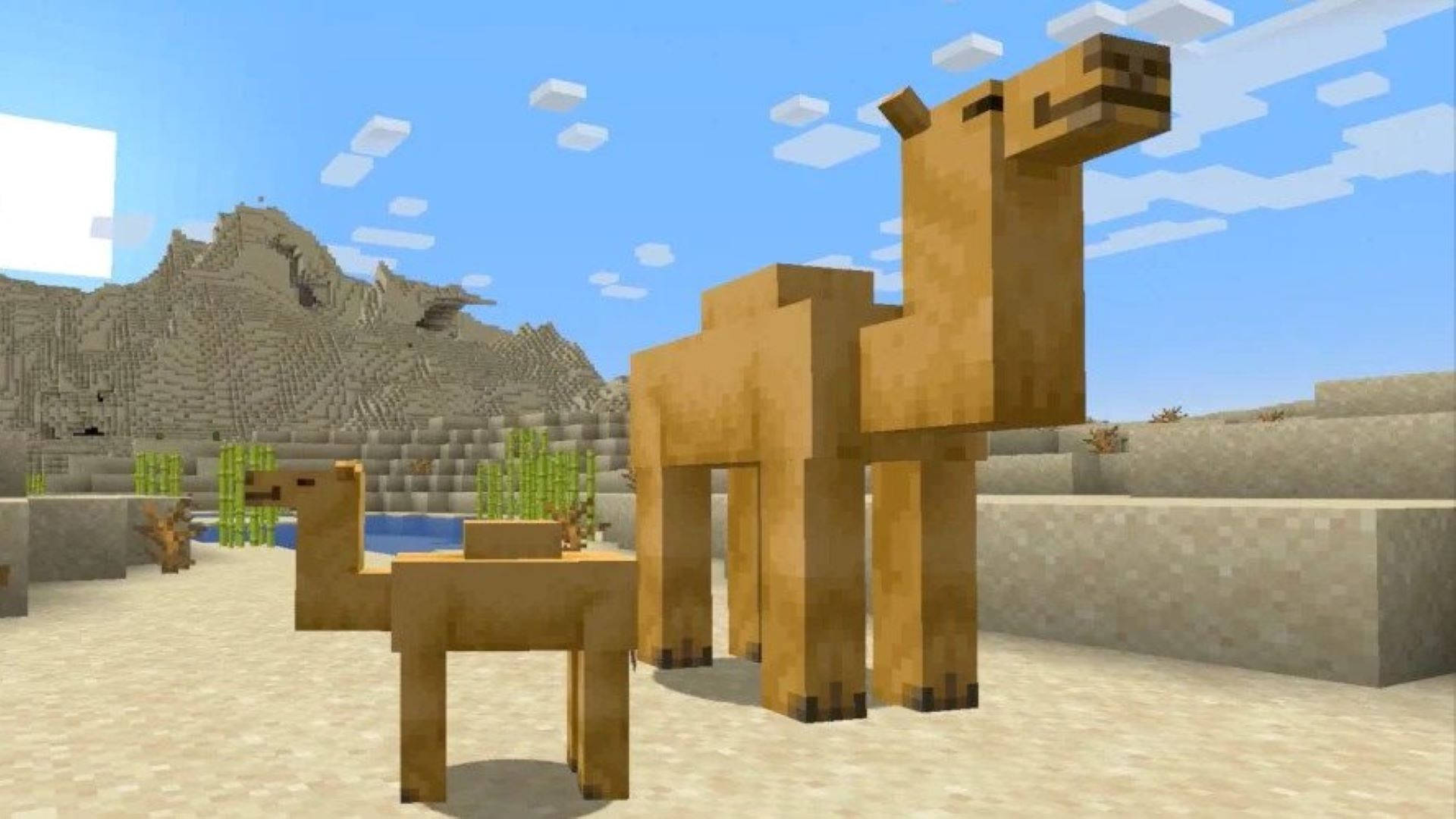 Minecraft沙漠中的兩隻方塊駱駝，有仙人掌和山。