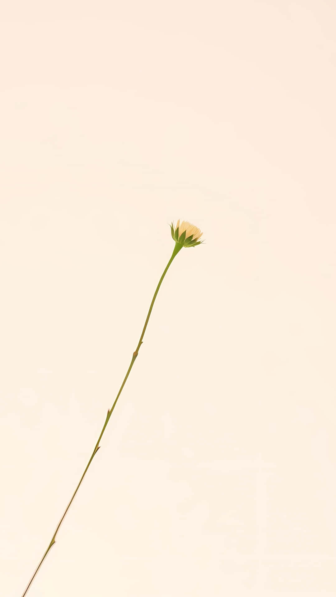 Minimalist Single Flower Stem on Beige Background 壁紙 — 一朵精緻的花蕾在纖細的莖上，襯托著柔和的奶油色背景。