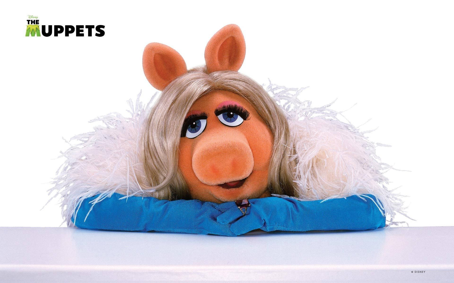 Miss Piggy 白色絨毛禮服 壁紙 — 豬小姐喺白色表面上窺視，穿著蓬鬆白色領同藍色外套，背景係純白色。