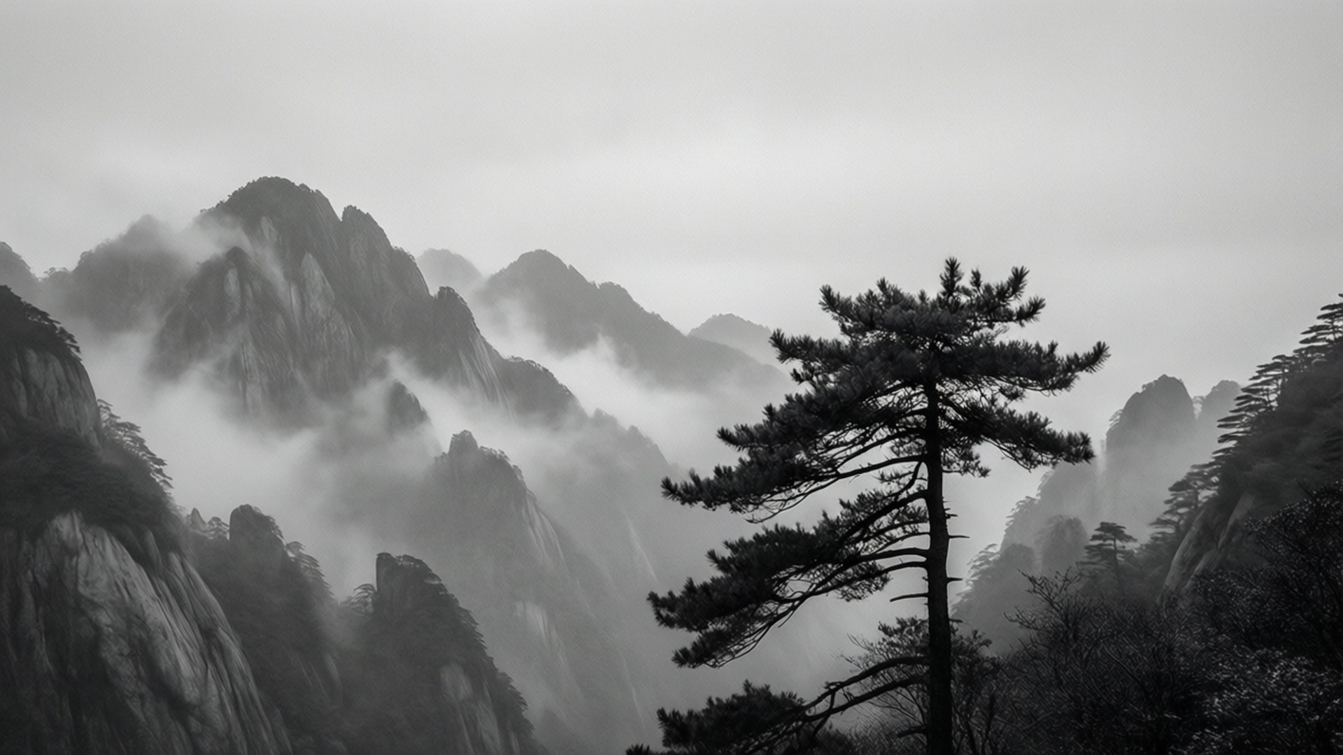 一棵孤獨的松樹在黑白背景下映襯著霧氣繚繞的山巒。