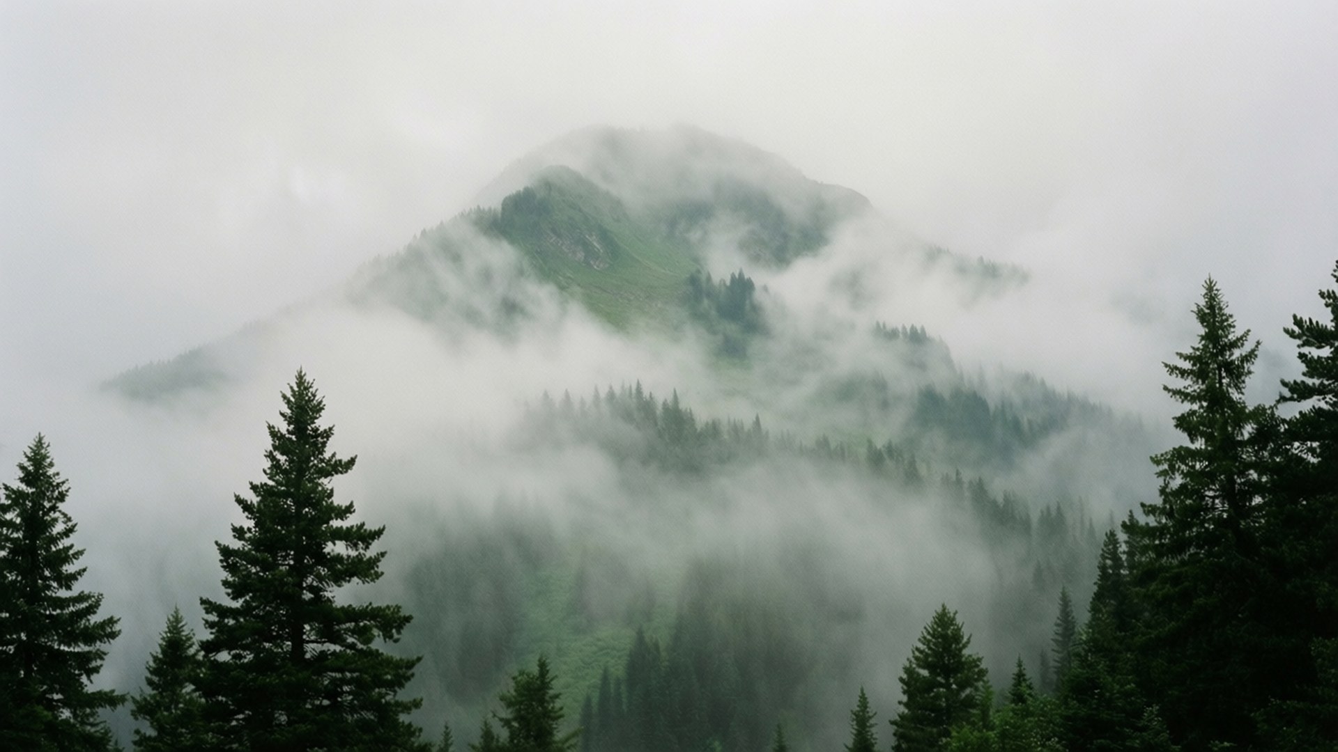 霧氣瀰漫的森林景觀中，松樹環繞的山巒