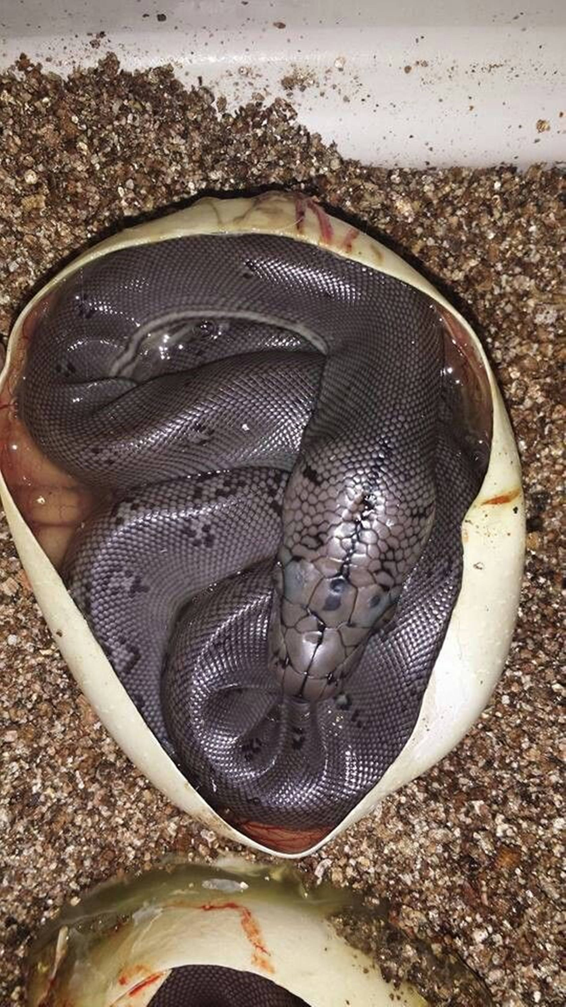 新生水 mocasin 蛇 壁紙 — 一條帶有深色鱗片和黑色斑點的新生蛇從沙質基底上的破蛋殼中出現。