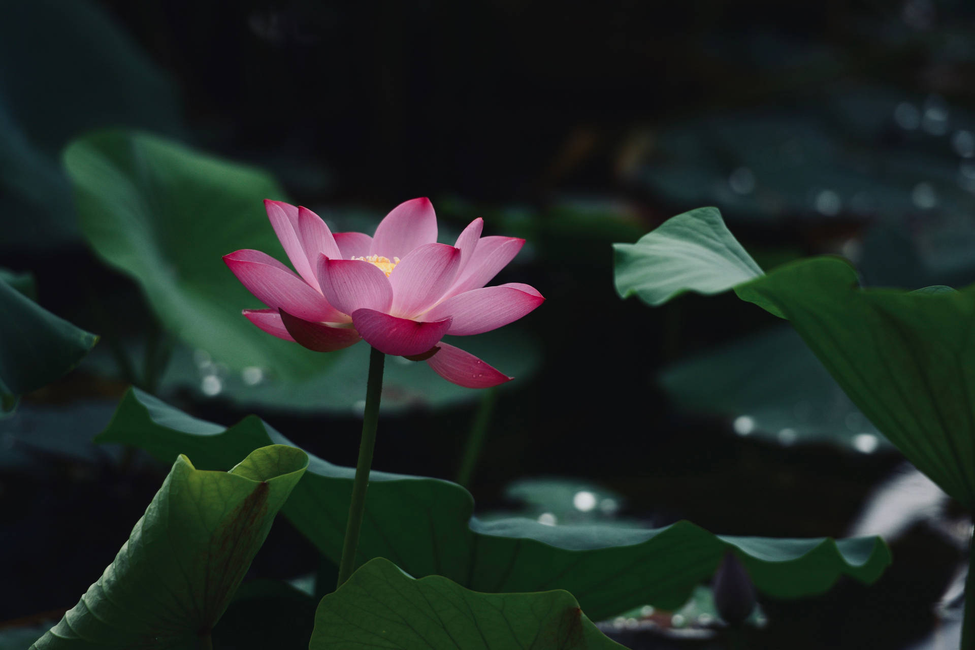 Momo Botan蓮花壁紙