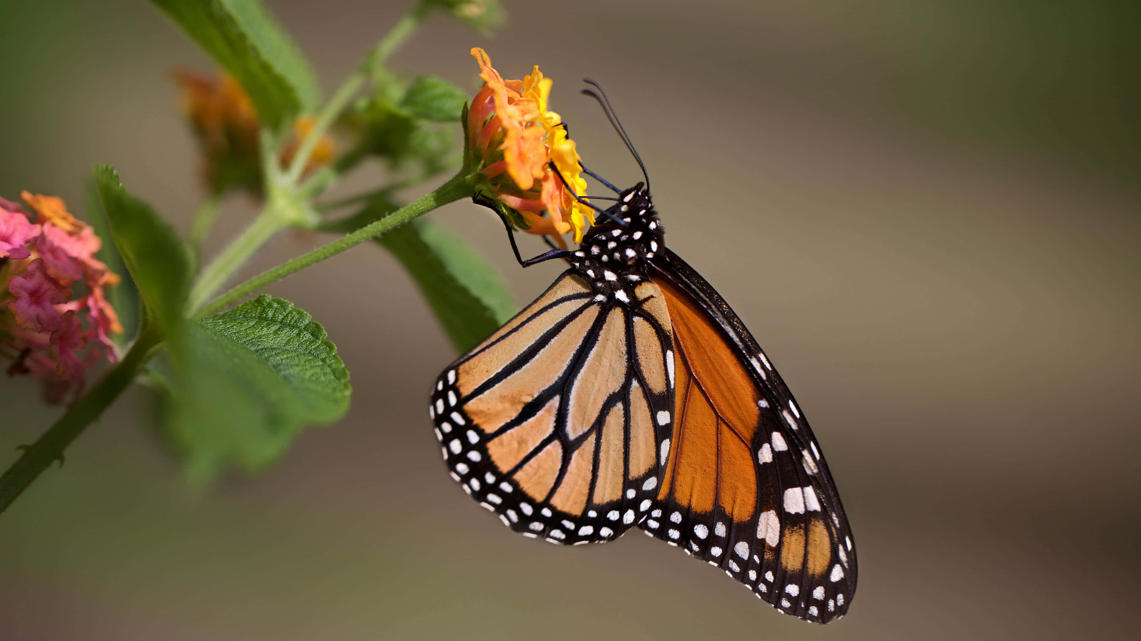 monarch 蝴蝶停在一朵黃花上，背景有綠葉。 — 唯美蝴蝶動圖 壁紙