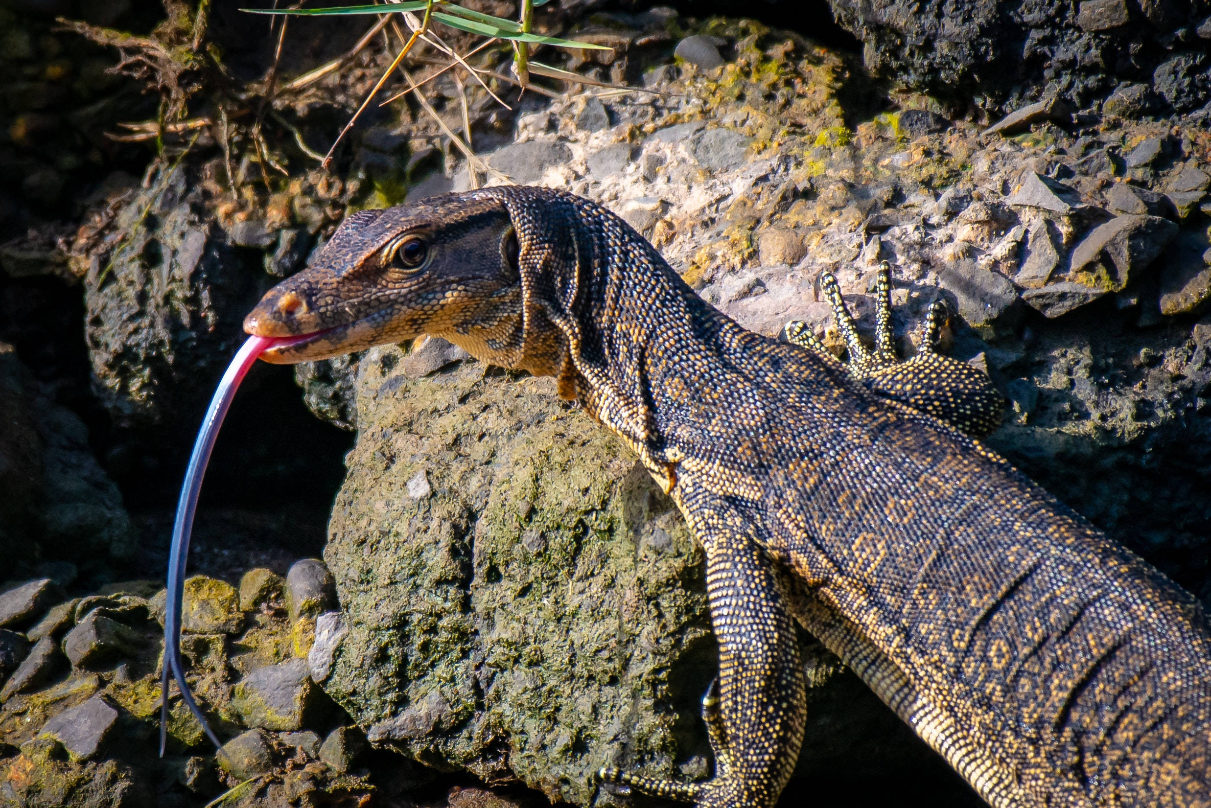 亞洲水 monitor 爬蟲類在海灘岩石旁 壁紙 — 一隻巨蜥在明亮的陽光下棲息在長滿苔蘚的岩石上，長長的粉紅色舌頭從嘴裡伸出。