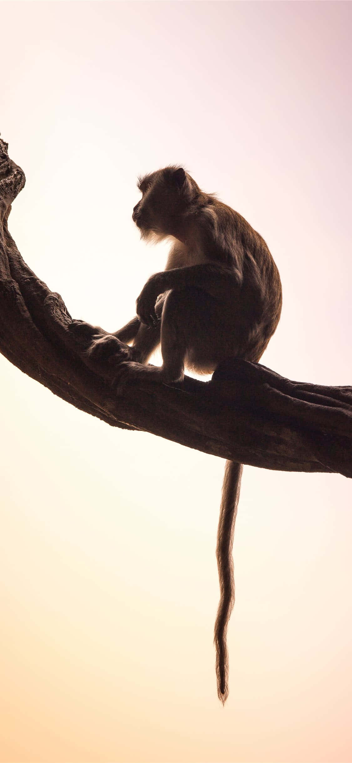 向你的新夥伴問好：Monkey iPhone！ 壁紙 — 一隻猴子在日落時分坐在彎曲的樹枝上，背景是柔和的金色天空，若有所思。