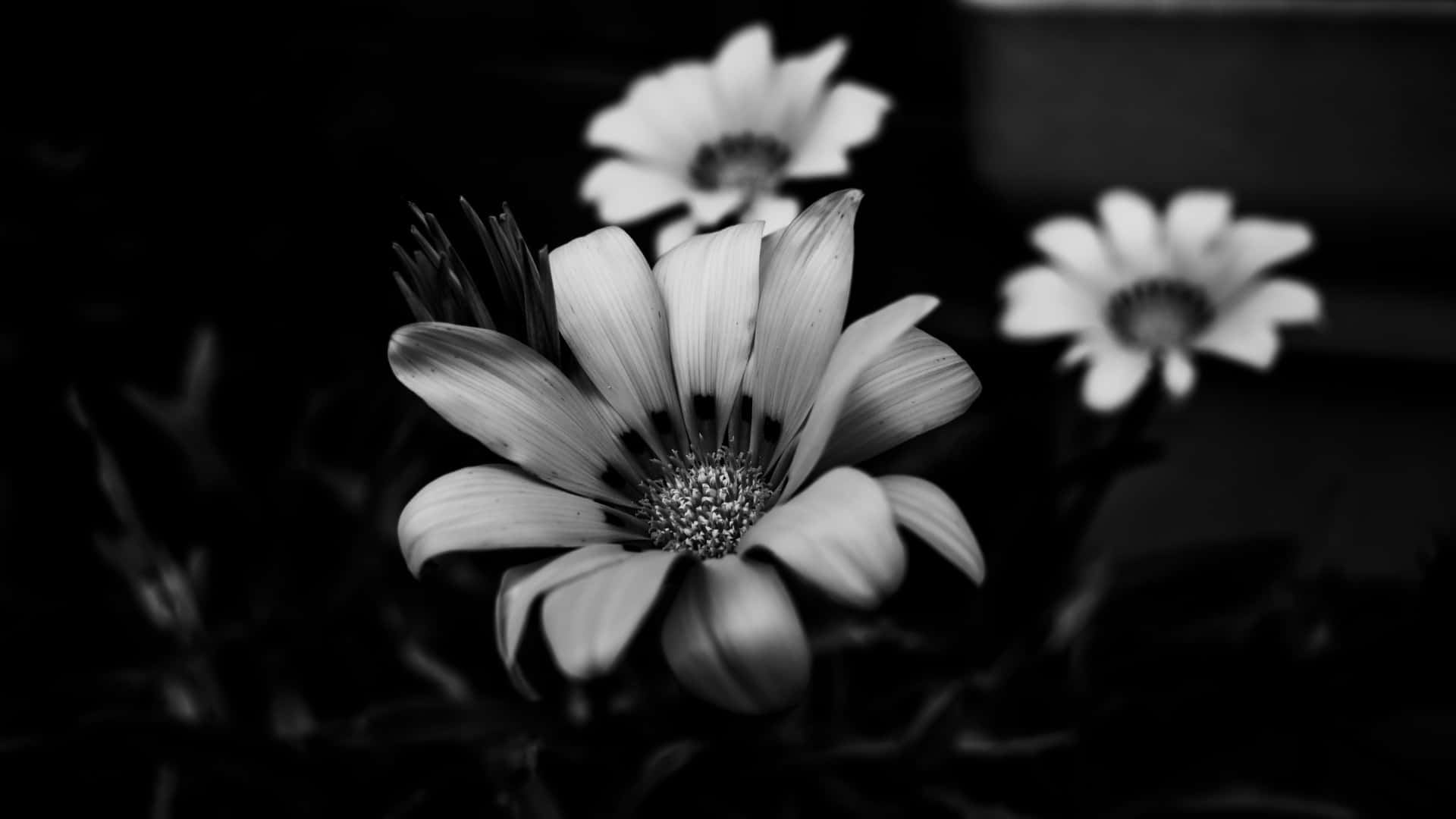  壁紙 — 黑白特寫雛菊，花瓣柔軟，花心帶有紋理，背景暗黑模糊。